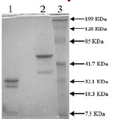 10% SDS-PAGE Blue stain Lane 1: Factor IXa (5 ug) Reduced Lane 2: Factor IXa (5 ug) Non-reduced Lane 3: Prestained Standard