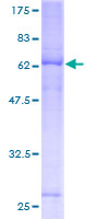 ab162755 on a 12.5% SDS-PAGE stained with Coomassie Blue.