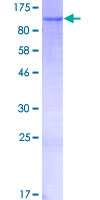 ab163629 on a 12.5% SDS-PAGE stained with Coomassie Blue.