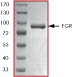 ab60854 on SDS-PAGE, MW ~86 kDa.