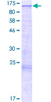 ab165704 on a 12.5% SDS-PAGE stained with Coomassie Blue.