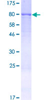 ab158419 on a 12.5% SDS-PAGE stained with Coomassie Blue.