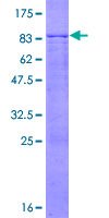 ab161937 on a 12.5% SDS-PAGE stained with Coomassie Blue.
