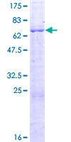 ab161574 on a 12.5% SDS-PAGE stained with Coomassie Blue.