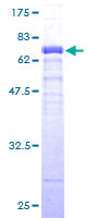 ab161961 on a 12.5% SDS-PAGE stained with Coomassie Blue.