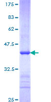 ab163053 on a 12.5% SDS-PAGE stained with Coomassie Blue.
