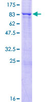 ab165644 on a 12.5% SDS-PAGE stained with Coomassie Blue.