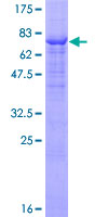 ab158443 on a 12.5% SDS-PAGE stained with Coomassie Blue.