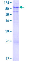ab164048 on a 12.5% SDS-PAGE stained with Coomassie Blue.