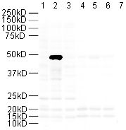 Lanes 1 - 6 : Anti-FOXP3 antibody ( ab10563 ) at 2 µg/ml Lane 7 : Lane 1 : 20µg HEK 293 lysate Lane 2 : 20µg HEK 293 lysate over expressing human FOXP3 Lane 3 : 20µg HEK 293 lysate over expressing mouse FOXP3 Lane 4 : 20µg HEK 293 lysate with Human FOXP3 peptide (ab14151) at 1 µg/ml Lane 5 : 20µg HEK 293 lysate over expressing human FOXP3 with Human FOXP3 peptide (ab14151) at 1 µg/ml Lane 6 : 20µg HEK 293 lysate over expressing mouse FOXP3 with Human FOXP3 peptide (ab14151) at 1 µg/ml Lane 7 : 20µg HEK 293 lysate Secondary Goat Anti-Rabbit IgG H&L (HRP) ( ab6721 ) at 0.2 µg/ml Performed under reducing conditions. Predicted band size : 47.2 kDa Observed band size : 47 kDa ( why is the actual band size different from the predicted? ) Exposure time : 30 seconds This antibody recognises a single clean band in a HEK293 cell lysate that overexpresses human FOXP3. The band is not seen in untransfected cells and is blocked by the immunising peptide.