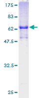 ab165439 on a 12.5% SDS-PAGE stained with Coomassie Blue.