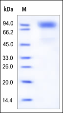 SDS PAGE analysis of ab168697 under reducing conditions and stained overnight with Coomassie Blue.