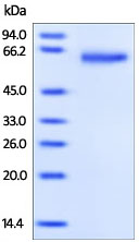 SDS-PAGE analysis of ab167761 stained overnight with Coomassie Blue.