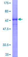 ab164001 on a 12.5% SDS-PAGE stained with Coomassie Blue.