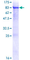 ab164002 on a 12.5% SDS-PAGE stained with Coomassie Blue.