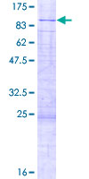 ab165132 on a 12.5% SDS-PAGE stained with Coomassie Blue.