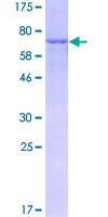 ab158474 on a 12.5% SDS-PAGE stained with Coomassie Blue.