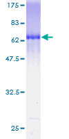 12.5% SDS-PAGE analysis of ab132216 stained with Coomassie Blue.