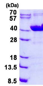 15% SDS-PAGE analysis of 3 µg ab134531.