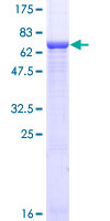 ab158540 on a 12.5% SDS-PAGE stained with Coomassie Blue.