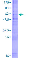 12.5% SDS-PAGE analysis of ab152434 stained with Coomassie Blue.