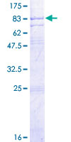 12.5% SDS-PAGE analysis of ab152411 stained with Coomassie Blue.