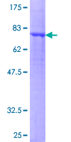 12.5% SDS-PAGE analysis of ab152413 stained with Coomassie Blue.