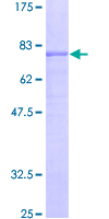 12.5% SDS-PAGE analysis of ab152412 stained with Coomassie Blue.