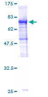 ab165259 on a 12.5% SDS-PAGE stained with Coomassie Blue.