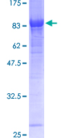 ab158486 on a 12.5% SDS-PAGE stained with Coomassie Blue.