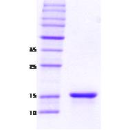 15% SDS-PAGE gel loaded with recombinant gamma Synuclein protein.