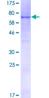 ab161972 on a 12.5% SDS-PAGE stained with Coomassie Blue.