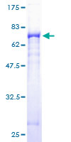 ab163263 on a 12.5% SDS-PAGE stained with Coomassie Blue.