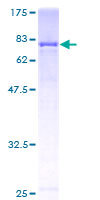 ab158501 on a 12.5% SDS-PAGE stained with Coomassie Blue.