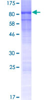 ab165759 on a 12.5% SDS-PAGE stained with Coomassie Blue.