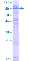 ab164332 on a 12.5% SDS-PAGE stained with Coomassie Blue.