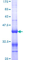 ab159549 on a 12.5% SDS-PAGE stained with Coomassie Blue.