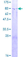 ab164602 on a 12.5% SDS-PAGE stained with Coomassie Blue.