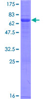ab163782 on a 12.5% SDS-PAGE stained with Coomassie Blue.