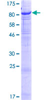 ab164802 on a 12.5% SDS-PAGE stained with Coomassie Blue.