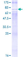 12.5% SDS-PAGE analysis of ab152680 stained with Coomassie Blue.
