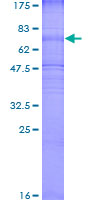 12.5% SDS-PAGE analysis of ab152861 stained with Coomassie Blue.