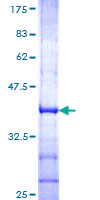 ab112297 analysed on a 12.5% SDS-PAGE stained with Coomassie Blue.