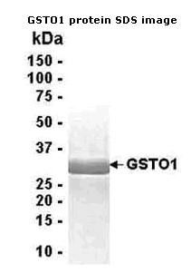 Analysis of GSTO1 Recombinant Protein (1µg). 4-20% SDS gradient gel. Coomassie blue staining shows a band around 28kDa.