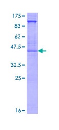 ab114330 analysed on a 12.5% SDS-PAGE gel stained with Coomassie Blue.