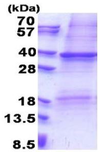 15% SDS-PAGE analysis of 3µg ab171473.