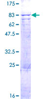 ab163830 on a 12.5% SDS-PAGE stained with Coomassie Blue.