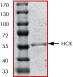ab60865 on SDS-PAGE, MW ~57 kDa.