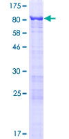 ab162779 on a 12.5% SDS-PAGE stained with Coomassie Blue.