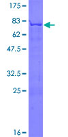ab153261 on a 12.5% SDS-PAGE stained with Coomassie Blue.